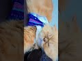 #ytshorts #cat #mycat #catlover #kitten #catlike #cutekitty