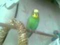 Мой попугайчик Саша.Учу его разговаривать.