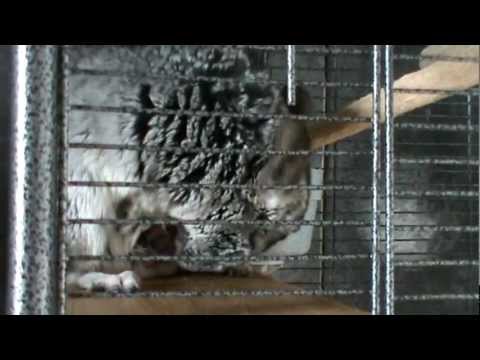 La Naissance Du Bebe Chinchilla Youtube