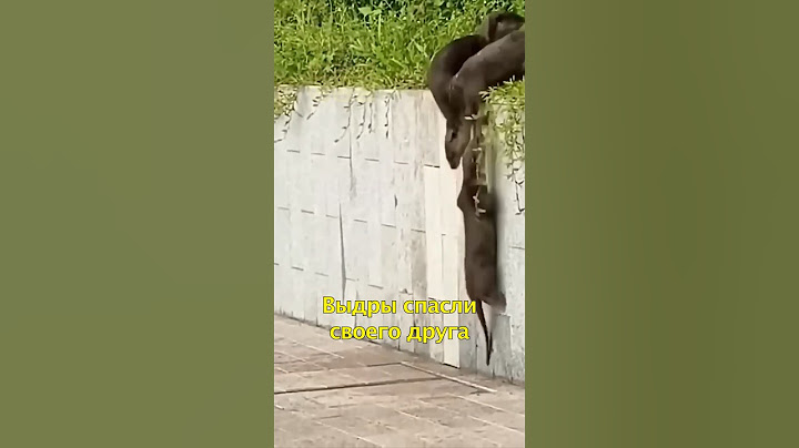 🦦Выдры Спасли Друга😍