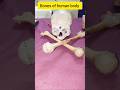 Bones of human body🦴#lowerlimb#upperlimb#skull#bamsstudent#medicoslife#ytshorts #explore#viralshorts