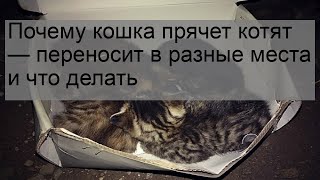 Почему кошка прячет котят — переносит в разные места и что делать