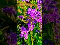💜Beautiful purple Duranta 💜🌿"पिवळी मेहेंदी, कांटा मेहेंदी 💜#duranta #flowers#nature #ytshorts