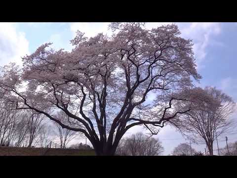 20180324 鉢形城の氏邦桜