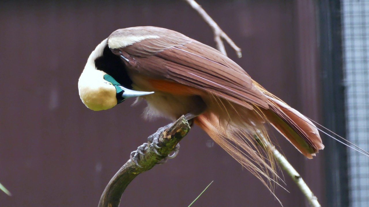 Raggi-Paradiesvogel, Männchen close-up - YouTube