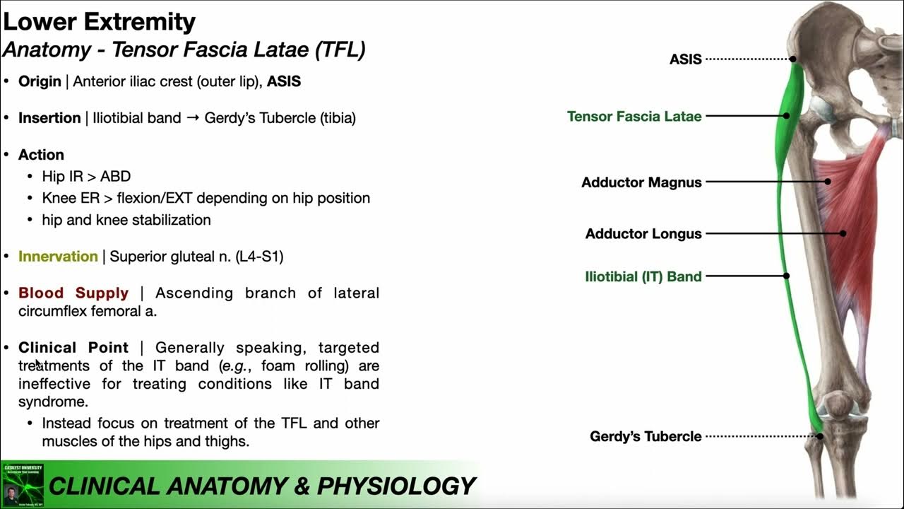 Tensor Fascia Lata - Physiopedia