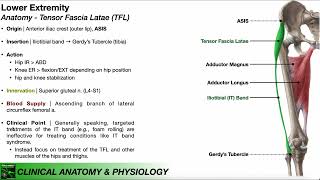 Tensor Fascia Latae (TFL) | Clinical Anatomy &amp; Physiology