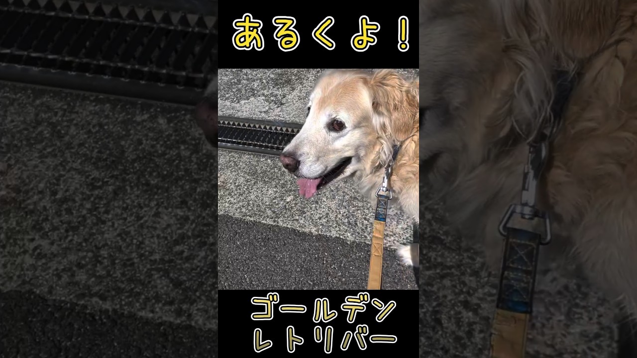 あるくよ！ #ゴールデンレトリバー