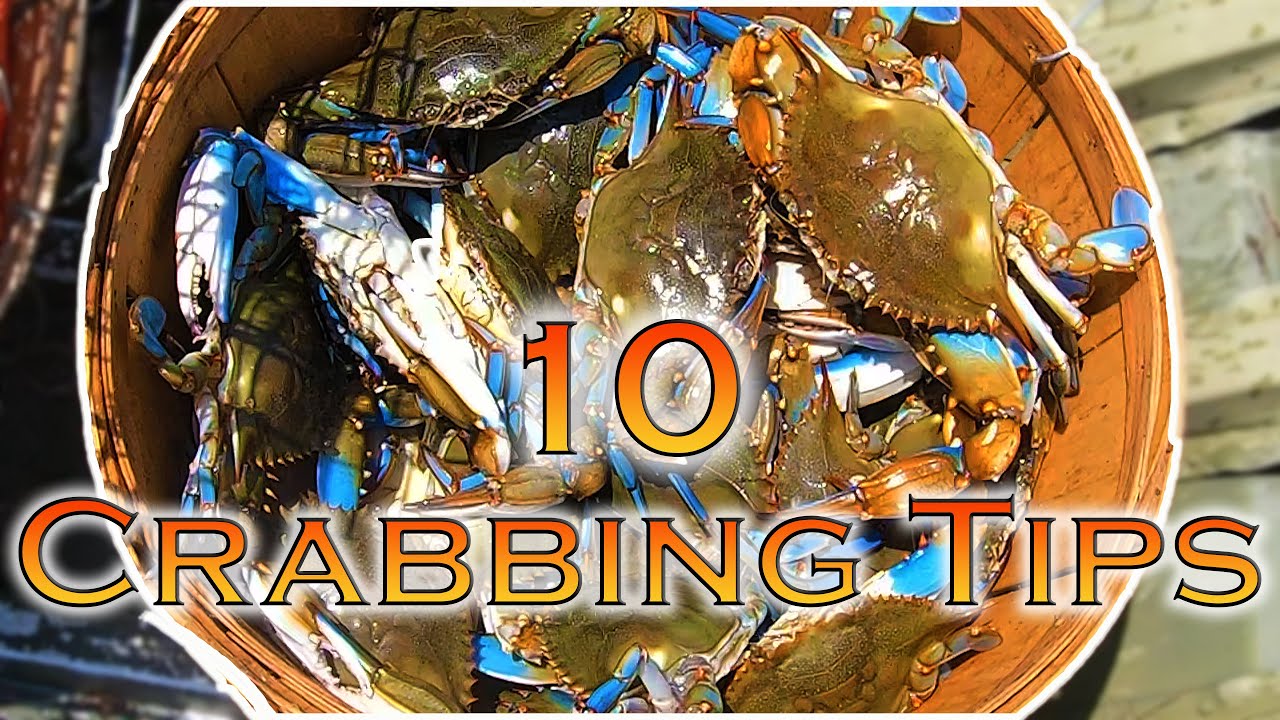 10 TIPS for CRABBING with 4-Door Collapsible Traps for BIG BLUE CRABS;  Crabbing in Maryland 