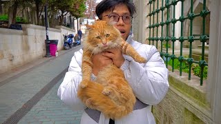 BERBURU KUCING JALANAN DI TURKI  Sejarah Asal Muasal Kucing Anggora
