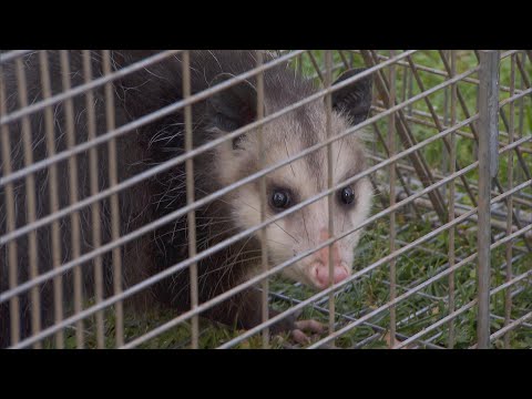 are possums dangerous