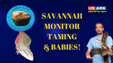 SAVANNAH MONITOR TAMING & BABIES