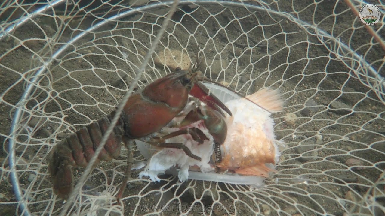 Todo sobre la pesca del cangrejo con trampas 】 🎣 El Pescador Online