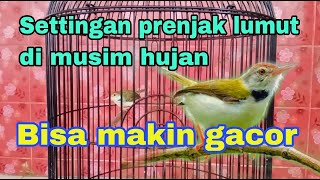 Perawatan prenjak lumut di musim hujan || settingan ini bisa makin gacor