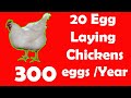 20 Best Egg Laying Chicken (Hen) Breeds | Up to 300 Eggs per year