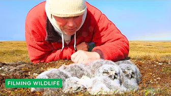 How We Risked Everything to Film Snowy Owls | Behind the Scenes