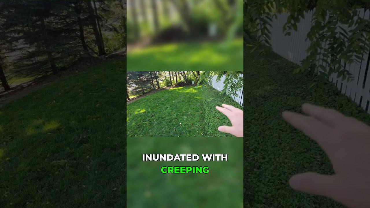 Creeping Charlie Didn't Stand a Chance! #lawncare #beforeandafter