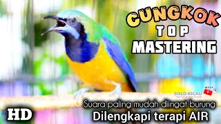 🔴 CUCAK CUNGKOK  || TOP MASTERING MURAI BATU
