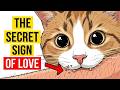 14 Signs Your Cat Sees You as Their Mother