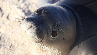 Saving Hawaiian Monk Seals
