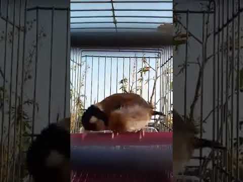 أتمتع بالحاضر قلقول خلوي