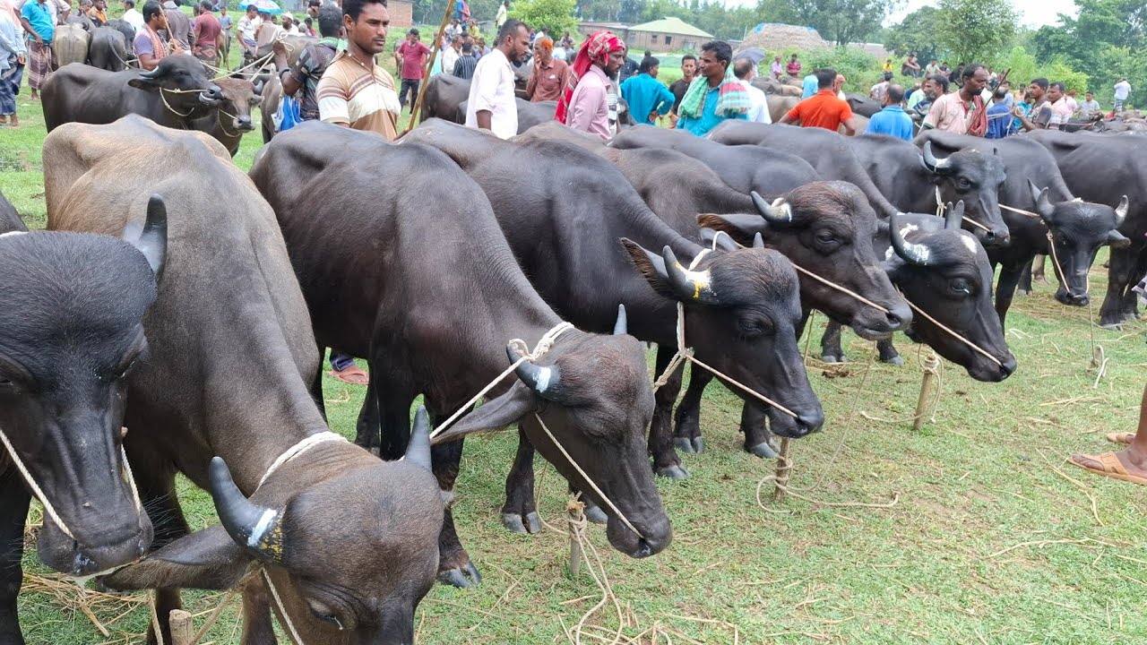 আজ ৩/৮/২৫ | মাঝারি সাইজের ১ লক্ষ থেকে মহিষের দাম জানুন | কাহারোল হাট 