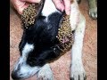 動物！犬の耳に潜むダニ・野良犬にダニ10000匹ビックリ映像・ナレーション読み聞かせ・