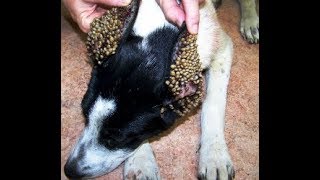 動物 犬の耳に潜むダニ 野良犬にダニ匹ビックリ映像 ナレーション読み聞かせ Youtube