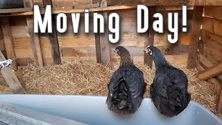 How to Move Baby Chickens to a New Coop