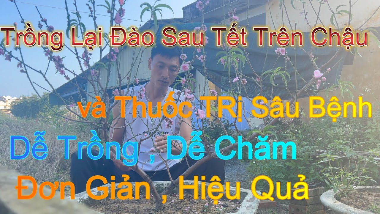 Cách Trồng Lại Đào Sau Tết Trên Chậu Chuẩn Nhà Vườn A _ Z #trongdaosautet #trongdaotrenchausautet