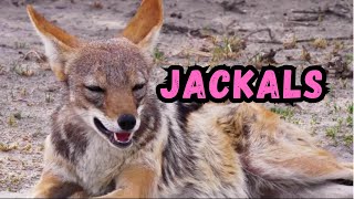 Cooldown with this compilation of JACKALS by Cooldown Compilation 646 views 4 months ago 4 minutes, 20 seconds