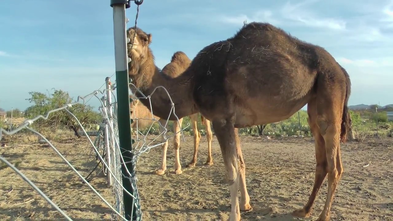 Vlog ~ Camels are killer, STUCK SHEEP & it's HEATING UP!