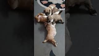 Lhasa Apso 5 puppies playing❤