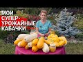 Мои супер-урожайные кабачки