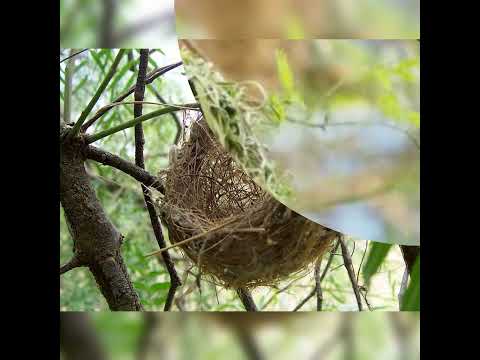 سبحت لله فى العش الطيور سبحان الخالق المعبود 