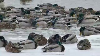 Mallards and Snow Fleas on the Richelieu river