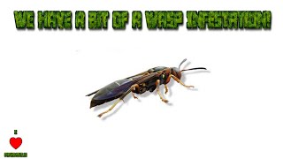 We Have A Serious Wasp Infestation! | TheAnimalGuyTV