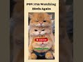 Lovely cat videos | American cat lovers | #shorts #viral #america #usa #catshorts #catmoments #funny