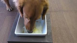 【愛犬用手作り食】腎臓に優しい低リン７食Aセット（白菜と豚バラのミルフィーユ）をジャックに食べてもらいました。【ハウンドカム食堂】