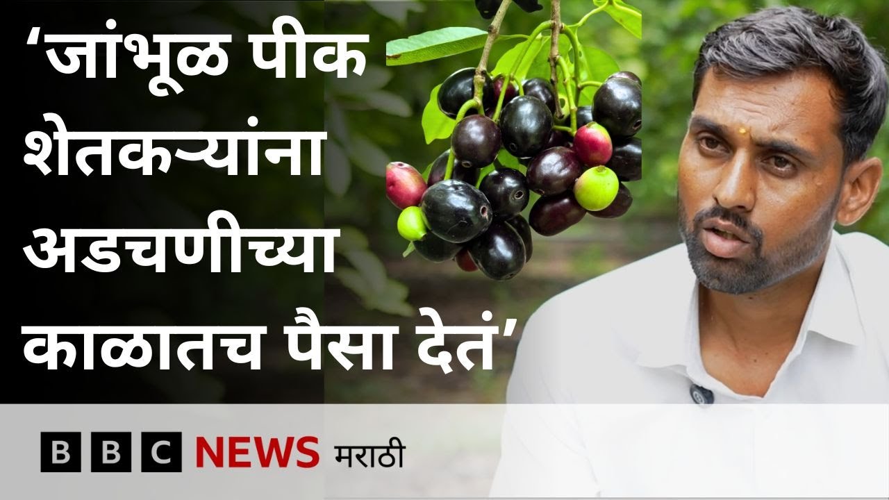 Jambhul Farming : जांभूळ शेतीतून लाखो कमावणाऱ्या शेतकऱ्याची गोष्ट । BBC News Marathi