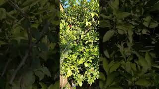 naartjie Fruit  curryleaf happygardening