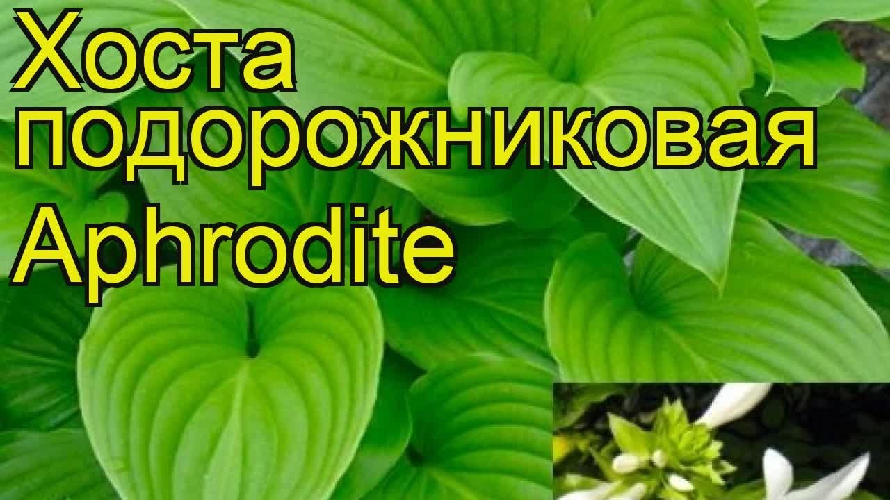 Хоста подорожниковая Афродита. Краткий обзор, описание характеристик hosta plantaginea Aphrodite