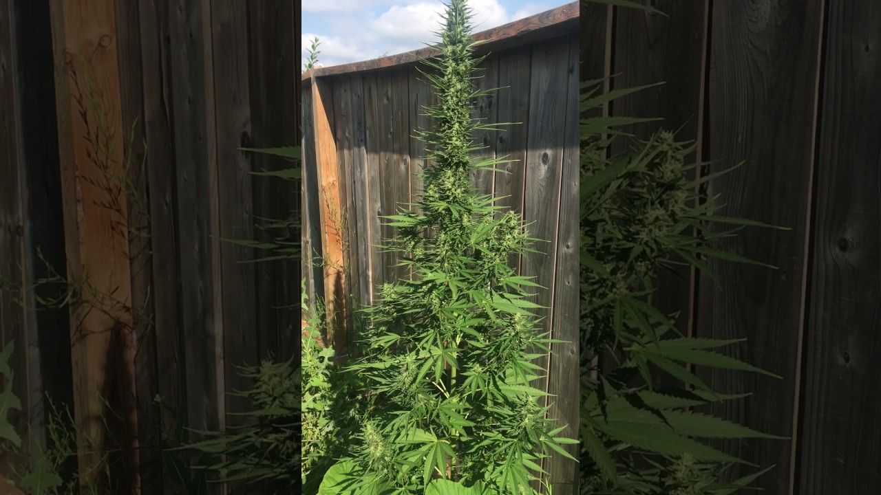 Royal Queen Seeds, Autoflowers, Royal Cheese, Superauto, 6 foot autoflowers, 2ft cola