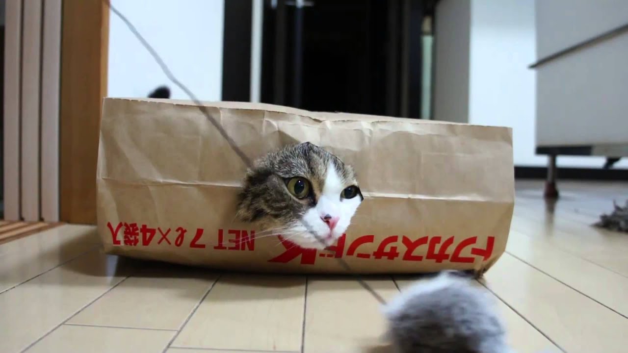 смешные кошки, lani maru, cat in a box, забавные коты, коты, животные, funn...