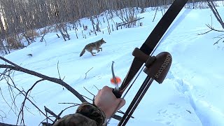Hunting Coyotes with a Long Bow! screenshot 5