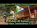 semua lahan penuh dengan tanaman singkong dan terong warta petani muda hidup di hutan