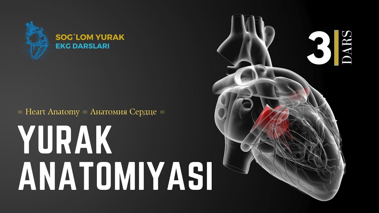 = Yurakning Qon Bilan Ta'minlanishi = Koronar Arteriyalar = Coronary Arteries =