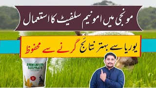 Use Ammonium Sulphate in rice crop | Ammonium Sulphate Fertilizer | Apna Kisan Pakistan