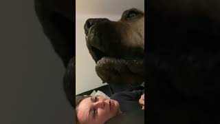 Boerboel Molly loves giving sloppy kisses