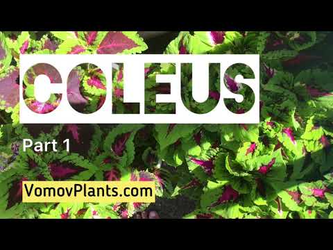 فيديو: Coleus 